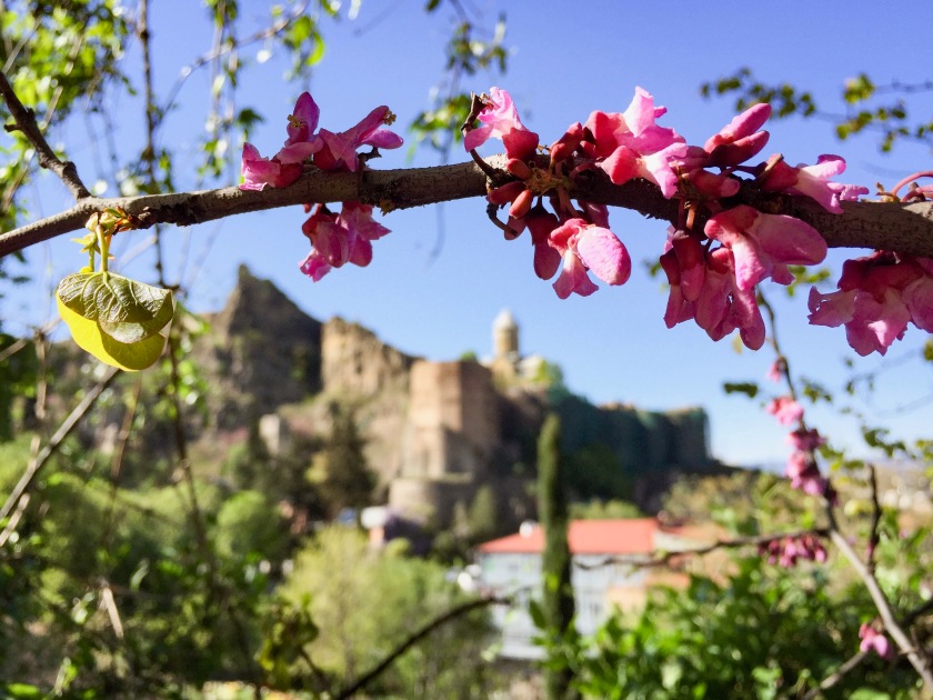 Pink flowers and a castle in the distance.