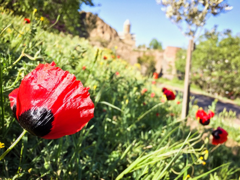 Poppies and the Tbilisi fortress.