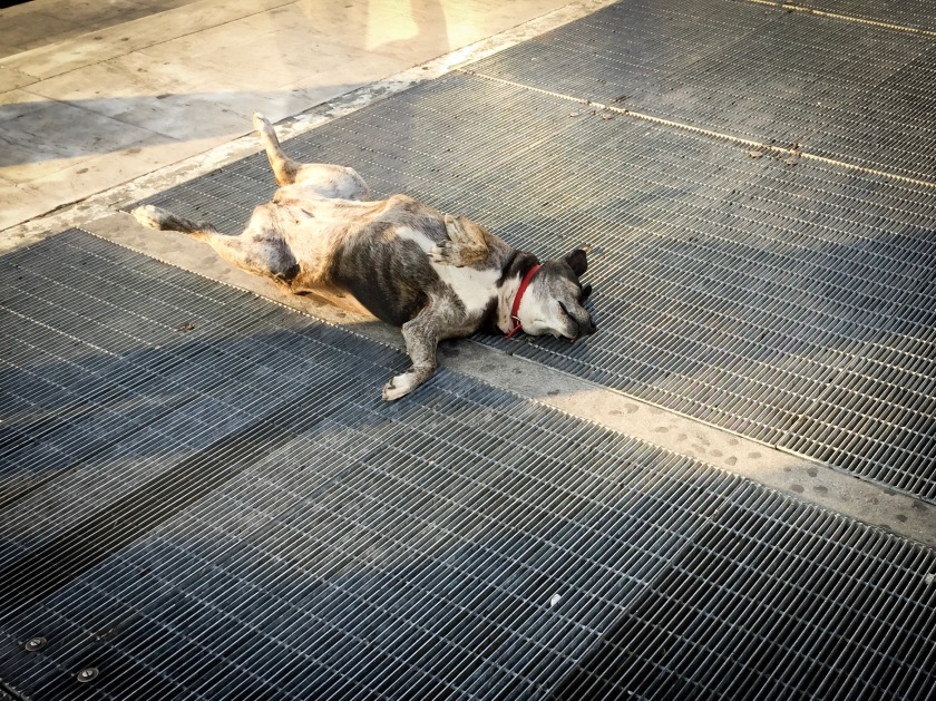 A dog lying on its back in downtown Athens.